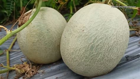 Pinakita ni Maricon Ang Hinog na Melon .